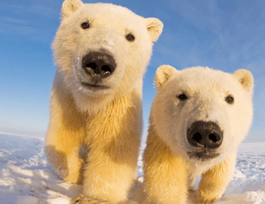 Bankeaz | Two Polar Bears standing in the snow
