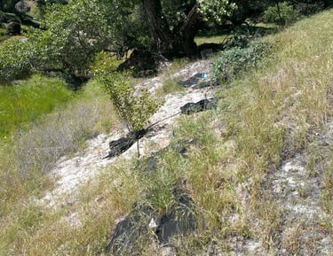 Revegetation plantings at a conservation site in Madera County, CA
