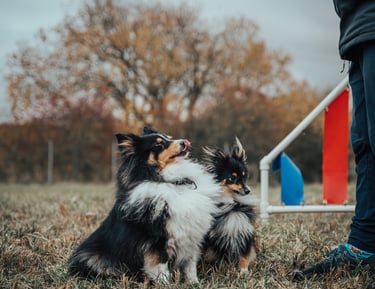 du šunys laukia skanėsto
