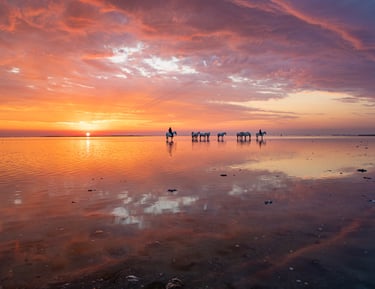 White Camargue horses standing in shallow water during a vibrant orange and purple sunset.