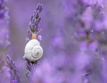 A small white garden snail climbing a purple lavender flower stem in a blurred summer field.