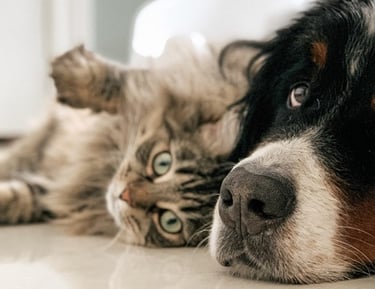 This photo shows a dog and a cat lying together.