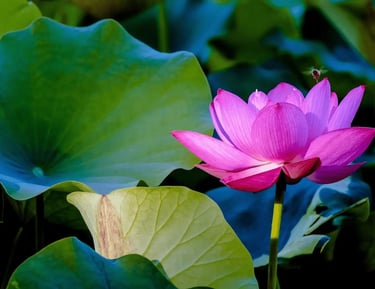 Fleur de lotus épanouie symbolisant la résilience et la force intérieure du parcours de reconstruction