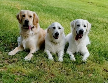 3 dogs in a down stay command off-leash near bayou