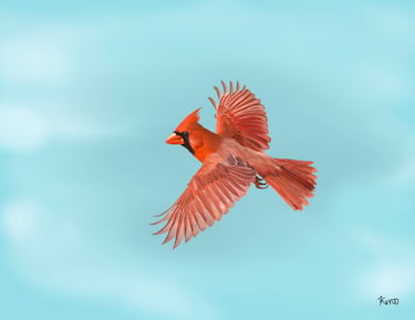 Northern Cardinal in Flight