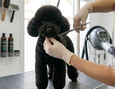 caniche peluqueria