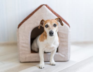 A dog in front of a dog house