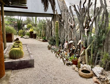 a cactus planter with many different types of cactus plants in uis namibia
