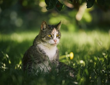 a cat sitting in the grass near a tree