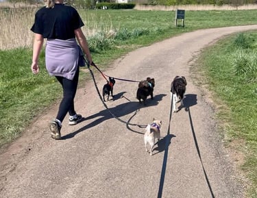 Dog walking with multiple dogs on lead in the countryside