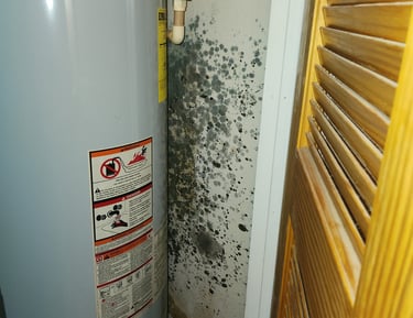 Mold discovered growing on wall