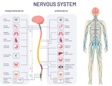 Vagus nerve illustration
