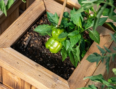 Small space vegetable gardening