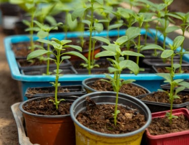 Seedlings ready for the garden.