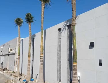 نخيل ملوكي مزروع وفق أسس زراعية صحيحة