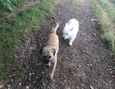 Dog Walker in Malvern