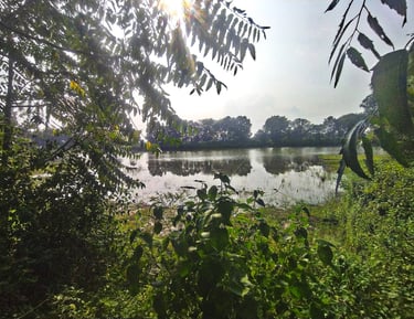pond