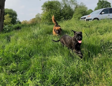 Deux chiens qui jouent ensemble dans la nature, ils sont en balade éducative