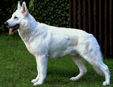  BOSSANOVA von White Angel