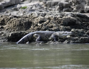 Wild crocodile resting on muddy riverbank – reptile sighting during Chiapas wildlife tour