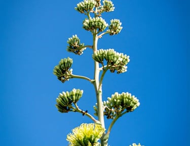 Low angle view of a tall agave plant under a bright blue sky in Oaxaca, Mexico.
