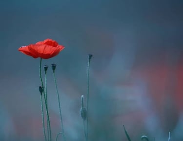 Photo Caroline Domanine 