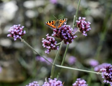 A small tortoiseshell butterfly perches on a vibrant purple Verbena bonariensis flower in a garden.