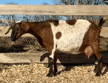 Brown goat with black nose and white spots 