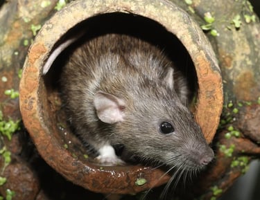 Rat Pest in Montreal