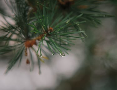 Pine tree branch with water droplets, symbolizing employee mental health and freshness