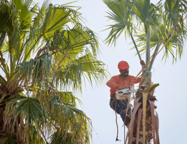 man trimming palm trees in honolulu, hawaii