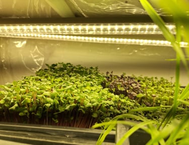a picture of Early Greens microgreens grow room 