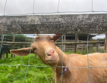 A Golden Guernsey Goat