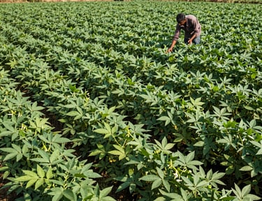 Sunlight filtering through green leaves of thriving crops in a field.