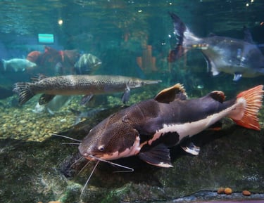PEIXE PIRARARA COM VARIOS PEIXES  FUNDO RIO COM PEDRAS 