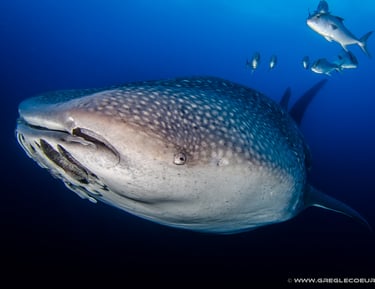 bouche et œil d'un requin baleine greg le coeur