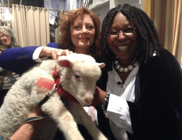 Susan Sarandon and co-host Whoopi Goldberg backstage with sheep for Heifer International segment