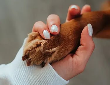 pet funerals