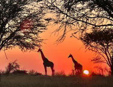 two giraffe etched against a red setting sun