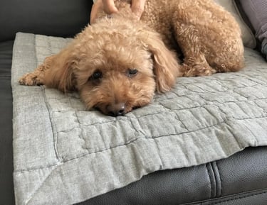 We understand separation anxiety at Dogs at Home Away From Home. We look after your dog's needs.