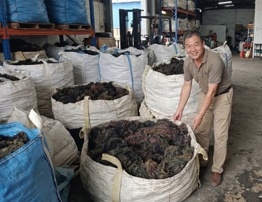 Dried Gracilaria seaweed 15% moisture and 3% impurity for agar-agar, Agriculture and Cosmetics