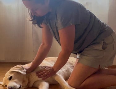 Svenja Stoll behandelt Labrador Pelle mit einer Meridianbehandlung