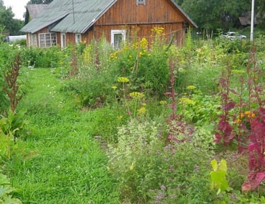 „Žolynų medus“ bitynas įsikūręs natūralios žemdirbystės ūkyje „Žolynų namai", kur bites renka nektarą iš laukinių pievų žiedų