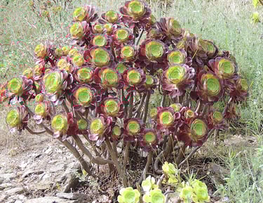 Aeonium arborum - un merveilleux jeu de contraste