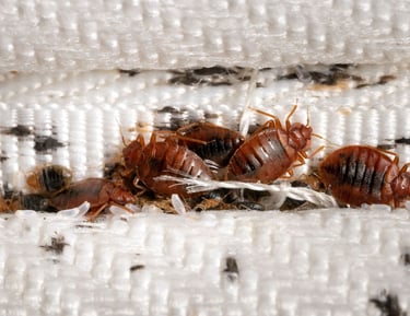 plein de punaise de lit sur un matelat 
