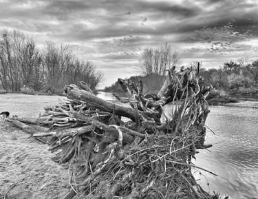 Tree washed up on Wisconsin River shore in Portage Wisconsin. 