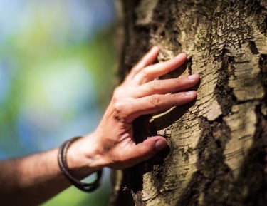 Consultant services include careful inspection of your trees.