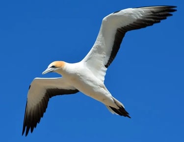 Oiseau de mer (mouette) en vol ailes bien déployées représente la liberté