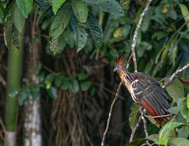 a Hoatzin perched on a tree branch in a tree