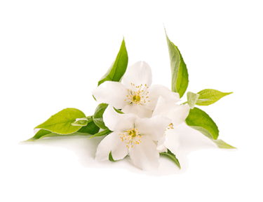 jasmin